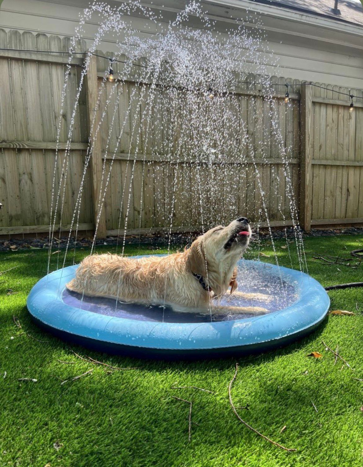 AquaPaw